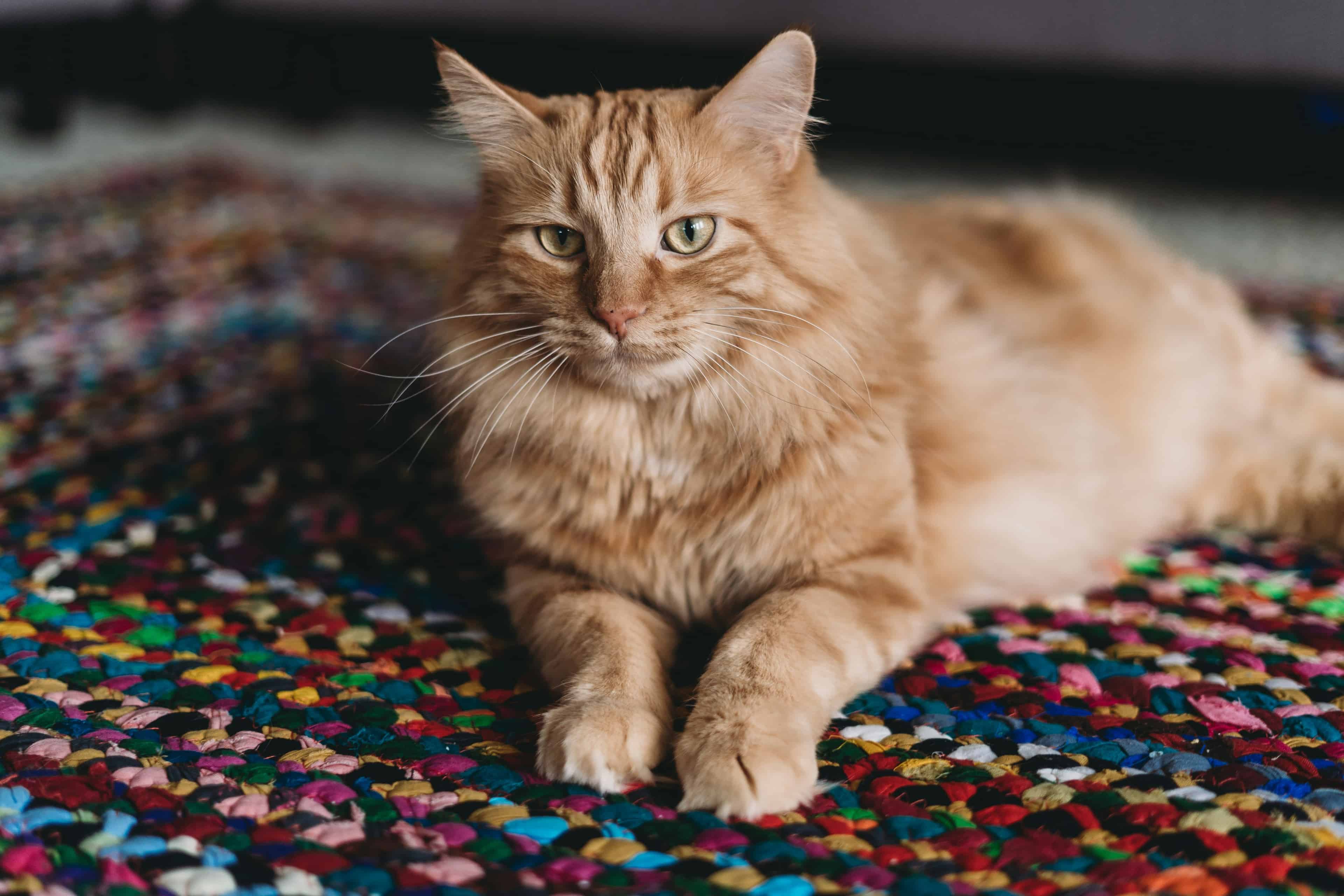Cat Care image