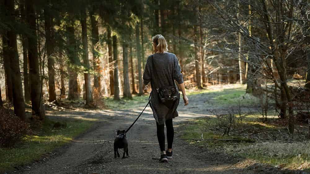 Dog Walking  image