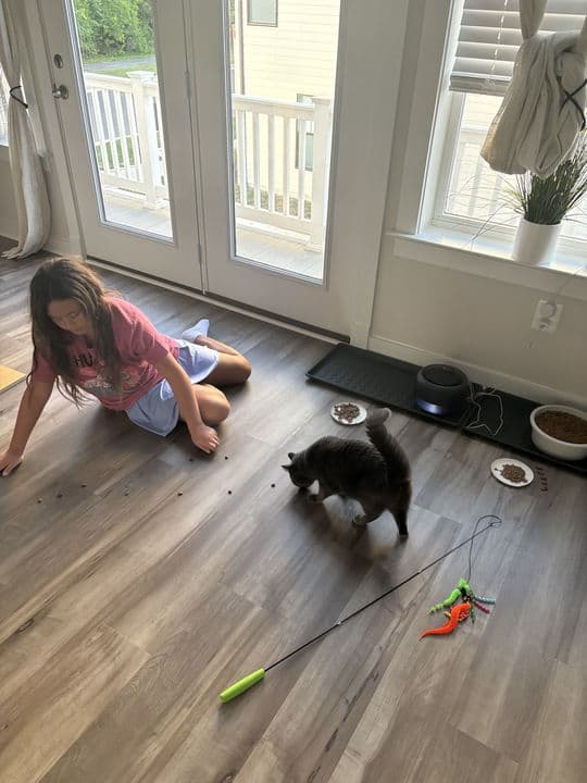 House Cat Sitting