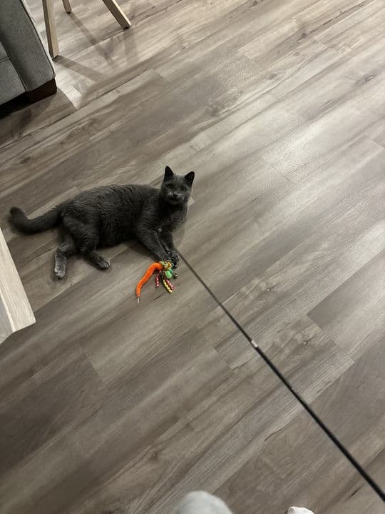 House Cat Sitting