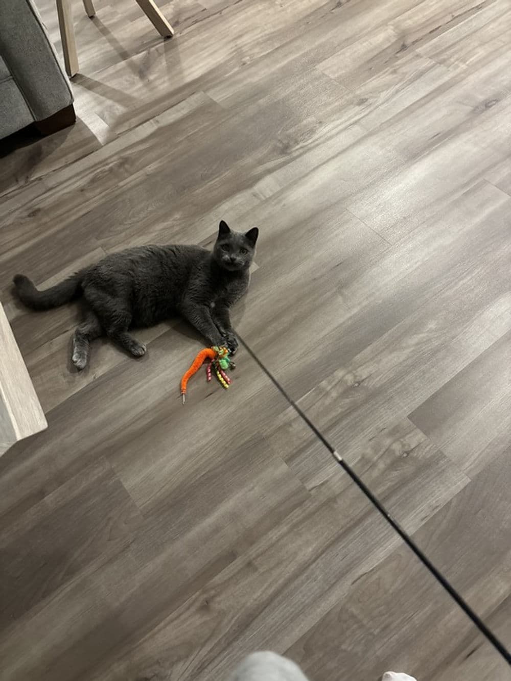 Gray cat playing with a colorful toy on a hardwood floor in a cozy living room.