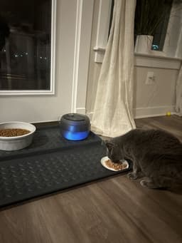 Innovative Pet Care Ideas's image