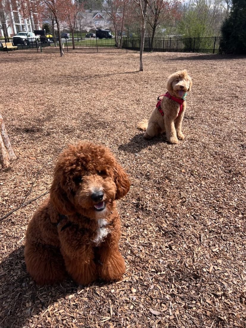 Certified Pet Care Excellence's image