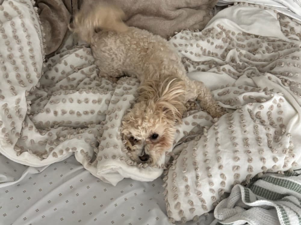 Playful small dog resting on a messy bed with blankets and pillows.