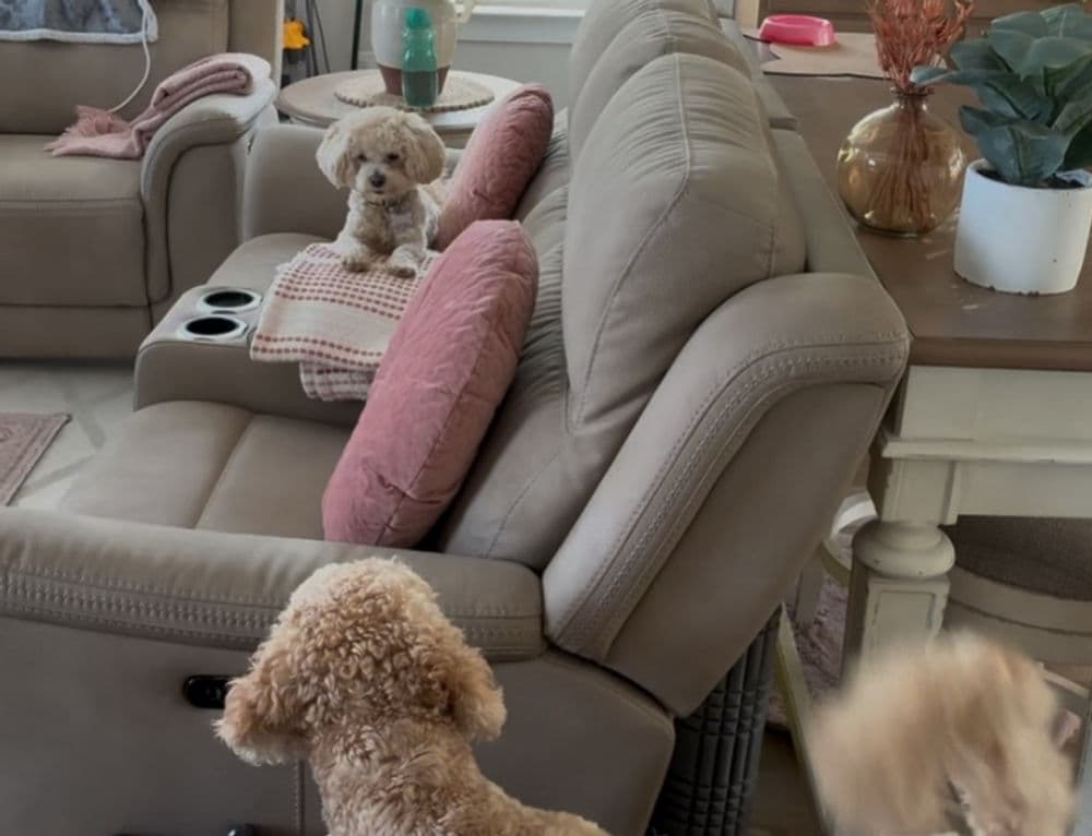 Poodles relaxing on a cozy sofa in a modern living room with stylish decor.