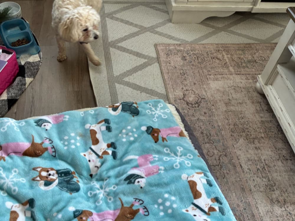 Dog walking near a cozy blanket on a patterned rug in a warm, inviting room.