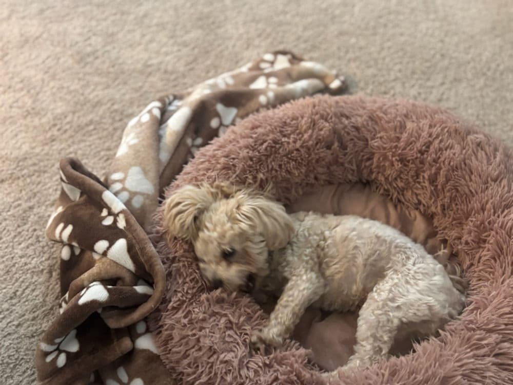 small fluffy dog resting in a cozy round pet bed with a soft blanket nearby