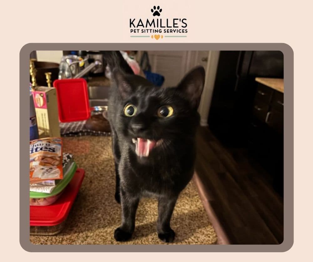 Black cat meowing on a kitchen countertop, surrounded by pet food and colorful containers.