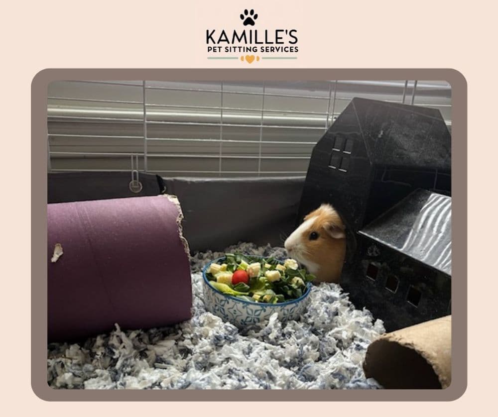 Guinea pig in a cozy habitat with fresh vegetables in a bowl, surrounded by bedding.