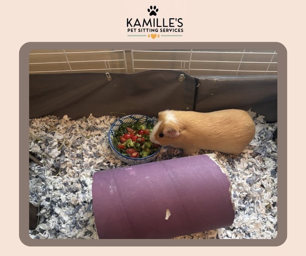 Guinea pig eating fresh vegetables in a pet care environment with colorful bedding.