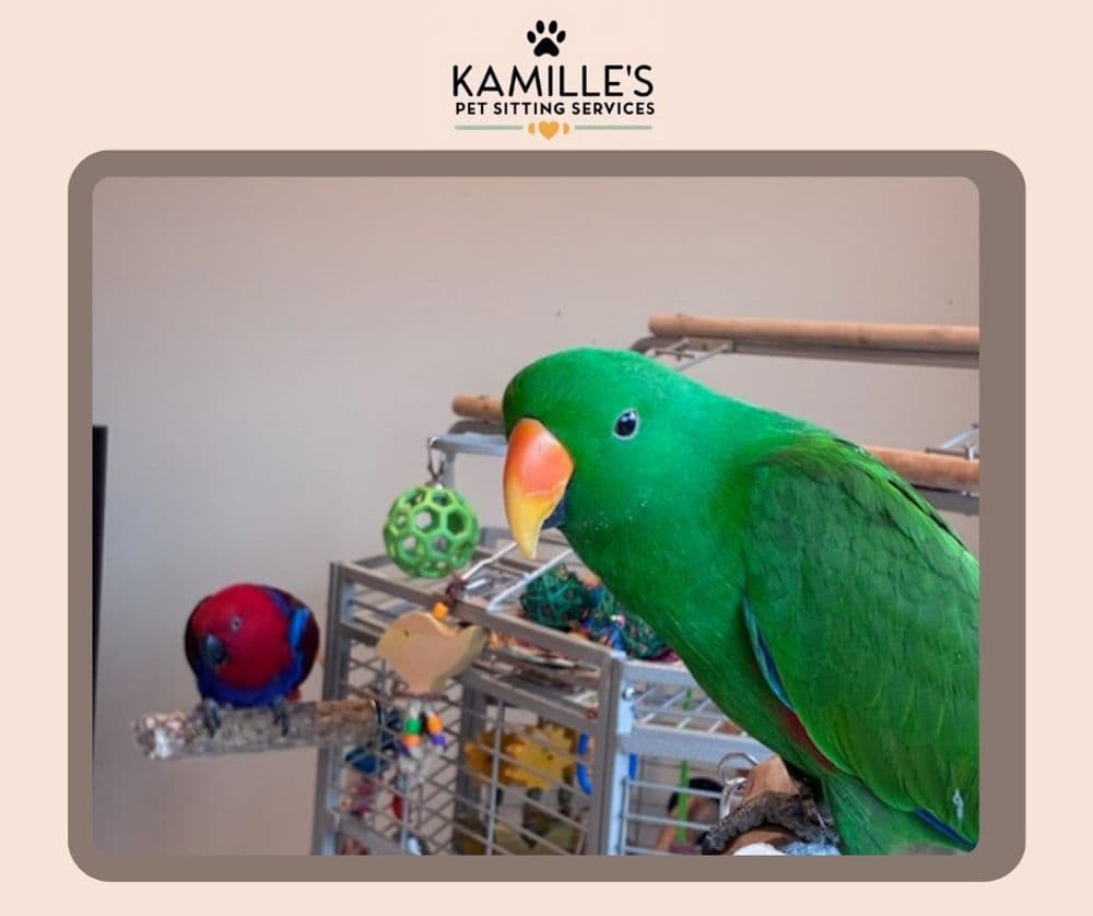 Green parrot in focus with a red parrot in the background at Kamille's Pet Sitting Services.