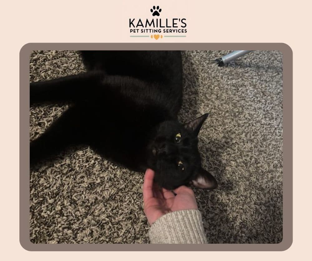 Black cat enjoying gentle petting on a cozy carpet at Kamille's Pet Sitting Services.