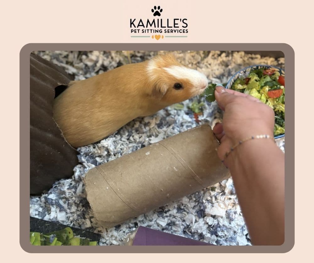 Guinea pig enjoying fresh vegetables at Kamille's Pet Sitting Services.