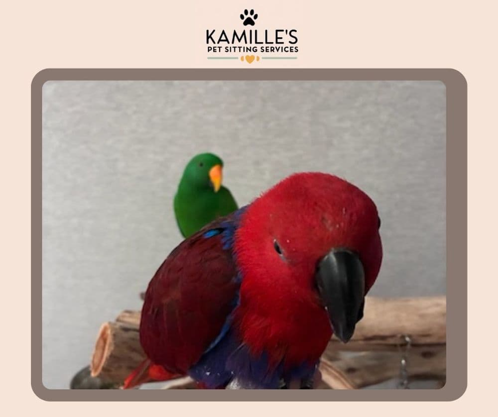 Colorful parrots perched indoors at Kamille's Pet Sitting Services.