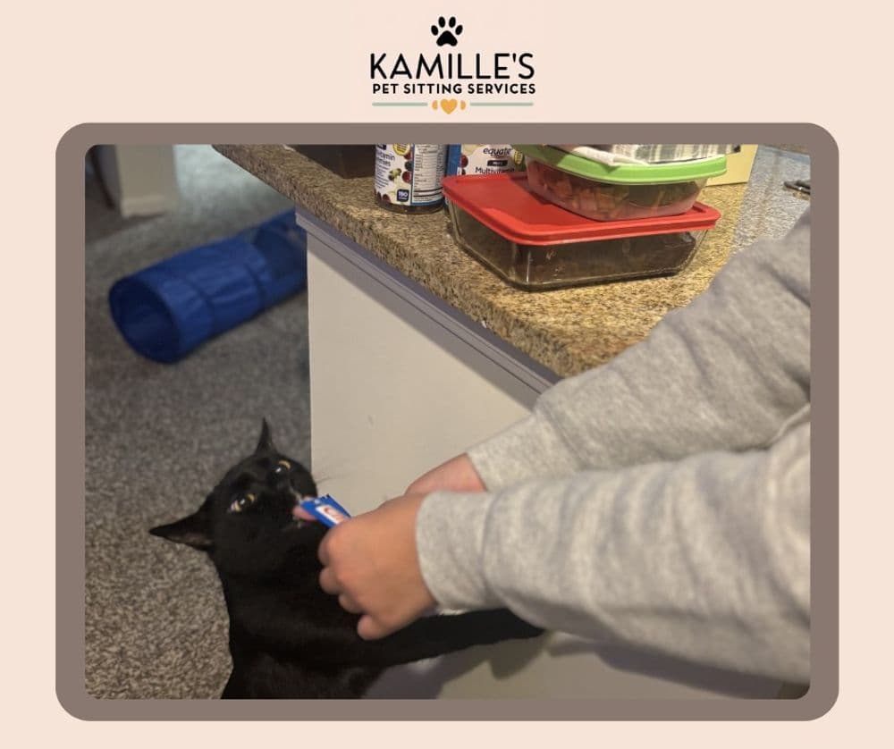 Black cat eagerly reaching for a treat from a person's hand in a cozy kitchen setting.