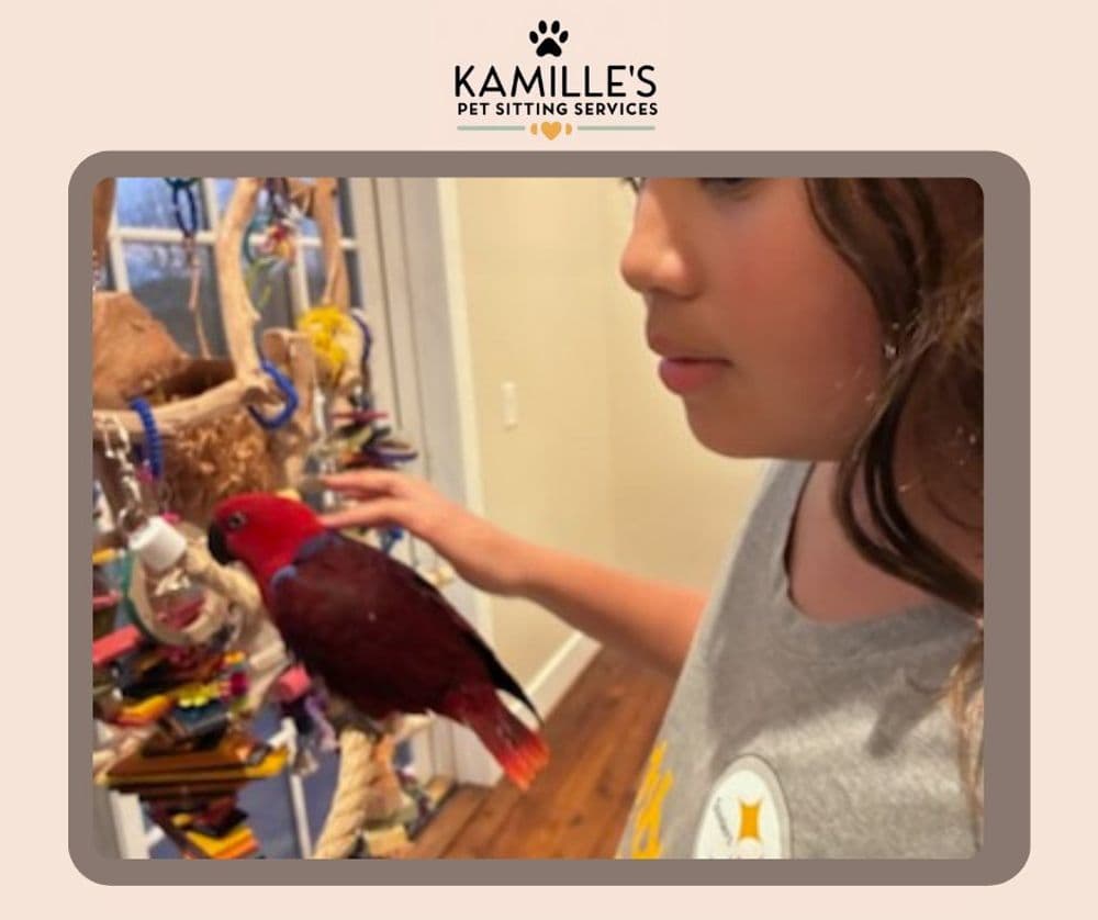 Girl interacting with a red parrot in a pet-friendly environment at Kamille's Pet Sitting Services.