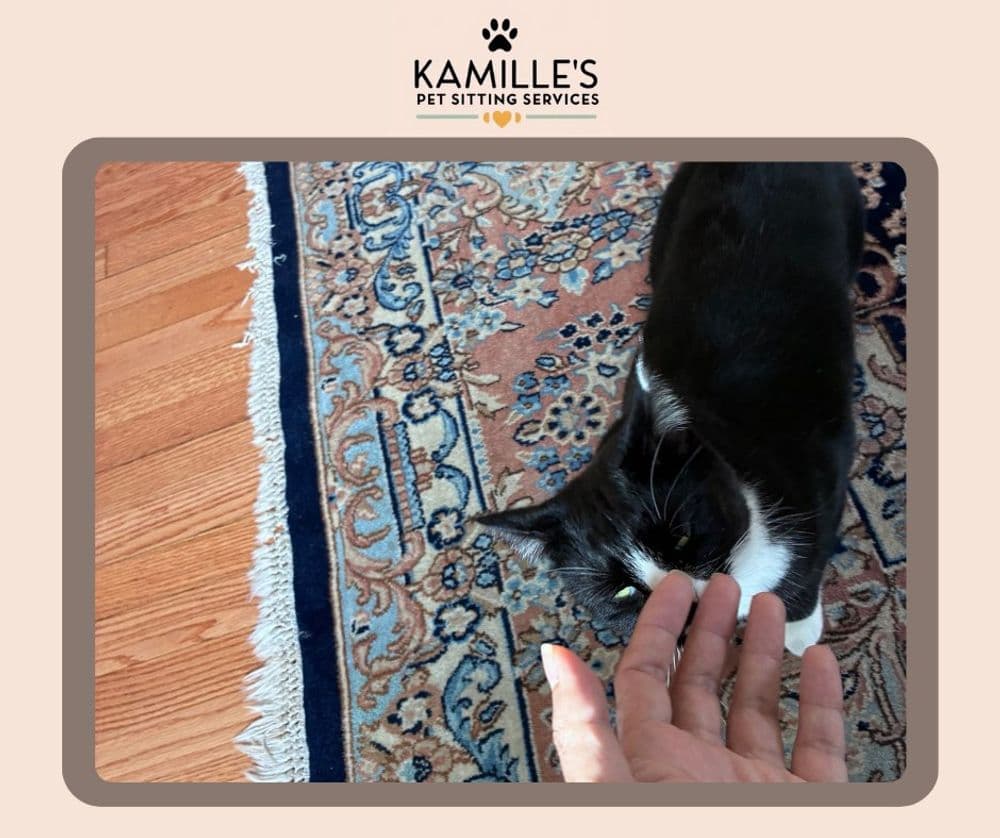 Black and white cat interacts with a person's hand on a patterned rug at Kamille's Pet Sitting Services.
