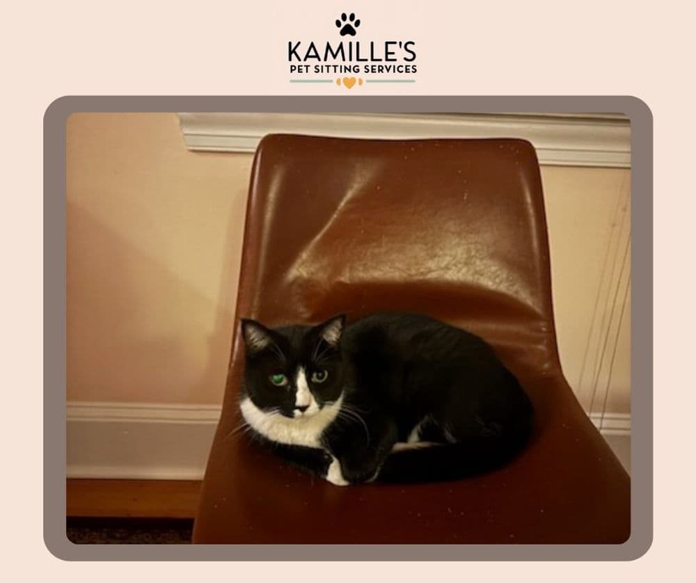 Black and white cat resting on a brown chair at Kamille's Pet Sitting Services.