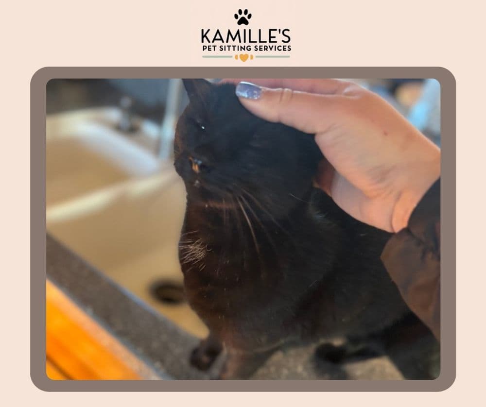 Black cat being petted by a person's hand near a kitchen sink, Kamille's Pet Sitting Services.